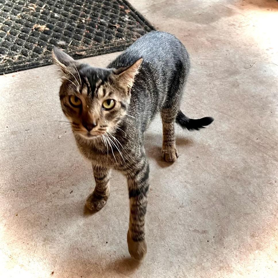Enlarge Hamish, a Adoptable Domestic Short Hair in Tulsa, OK image 3/5