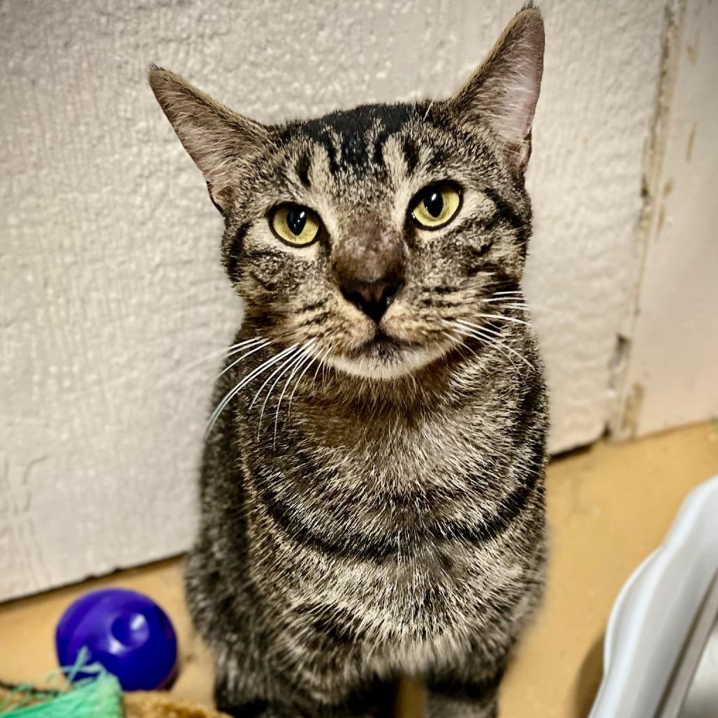 Enlarge Hamish, a Adoptable Domestic Short Hair in Tulsa, OK image 4/5