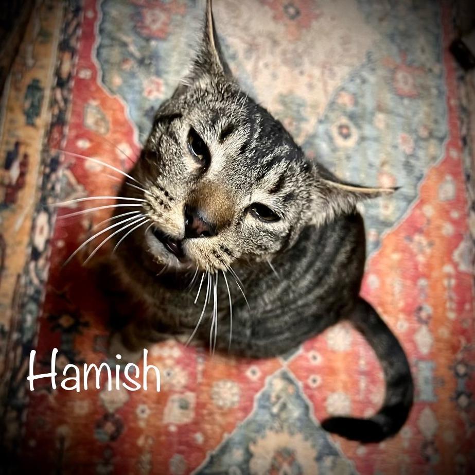 Enlarge Hamish, a Adoptable Domestic Short Hair in Tulsa, OK image 5/5