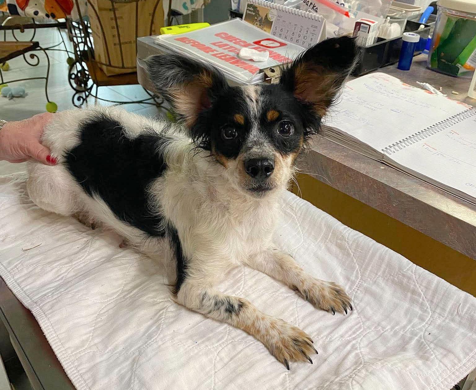 Enlarge Azzi (NOT YET AVAILABLE), a Adoptable mixed breed in Benton, LA image 1/1