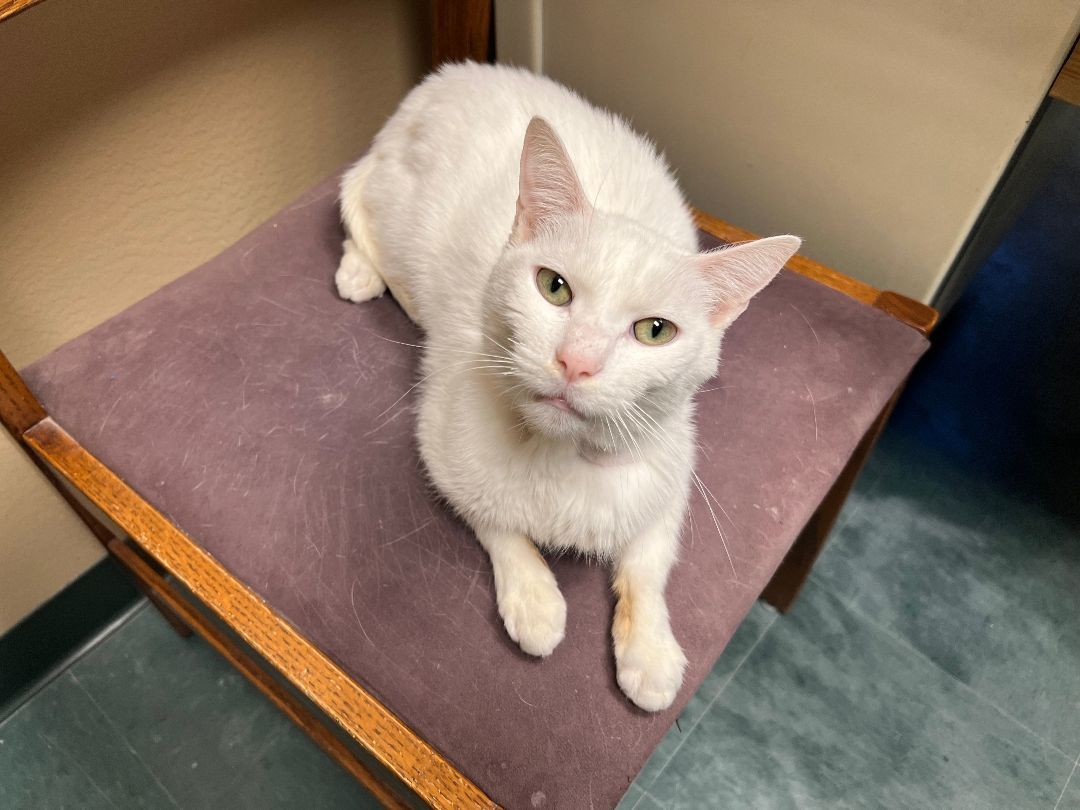 Wiggles - handsome silly guy!