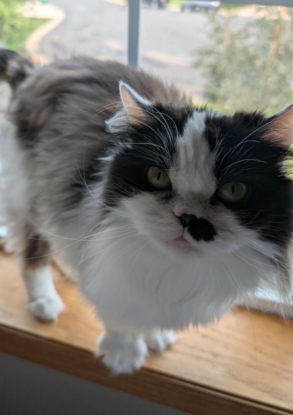Enlarge MARIAH, a ADOPTABLE Domestic Long Hair in Otsego, MN image 4/5