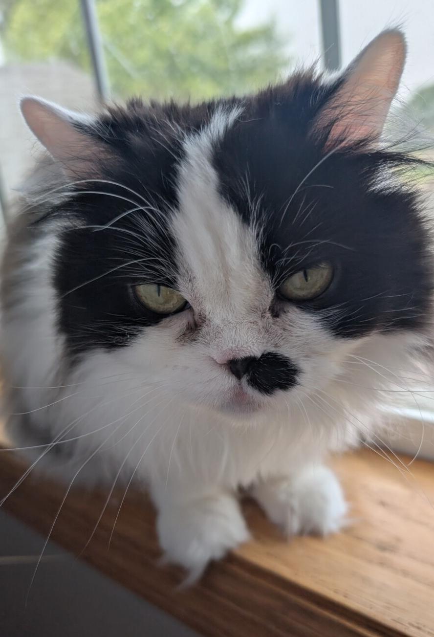 Enlarge MARIAH, a ADOPTABLE Domestic Long Hair in Otsego, MN image 3/5