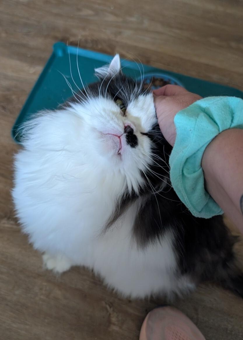 Enlarge MARIAH, a ADOPTABLE Domestic Long Hair in Otsego, MN image 2/5