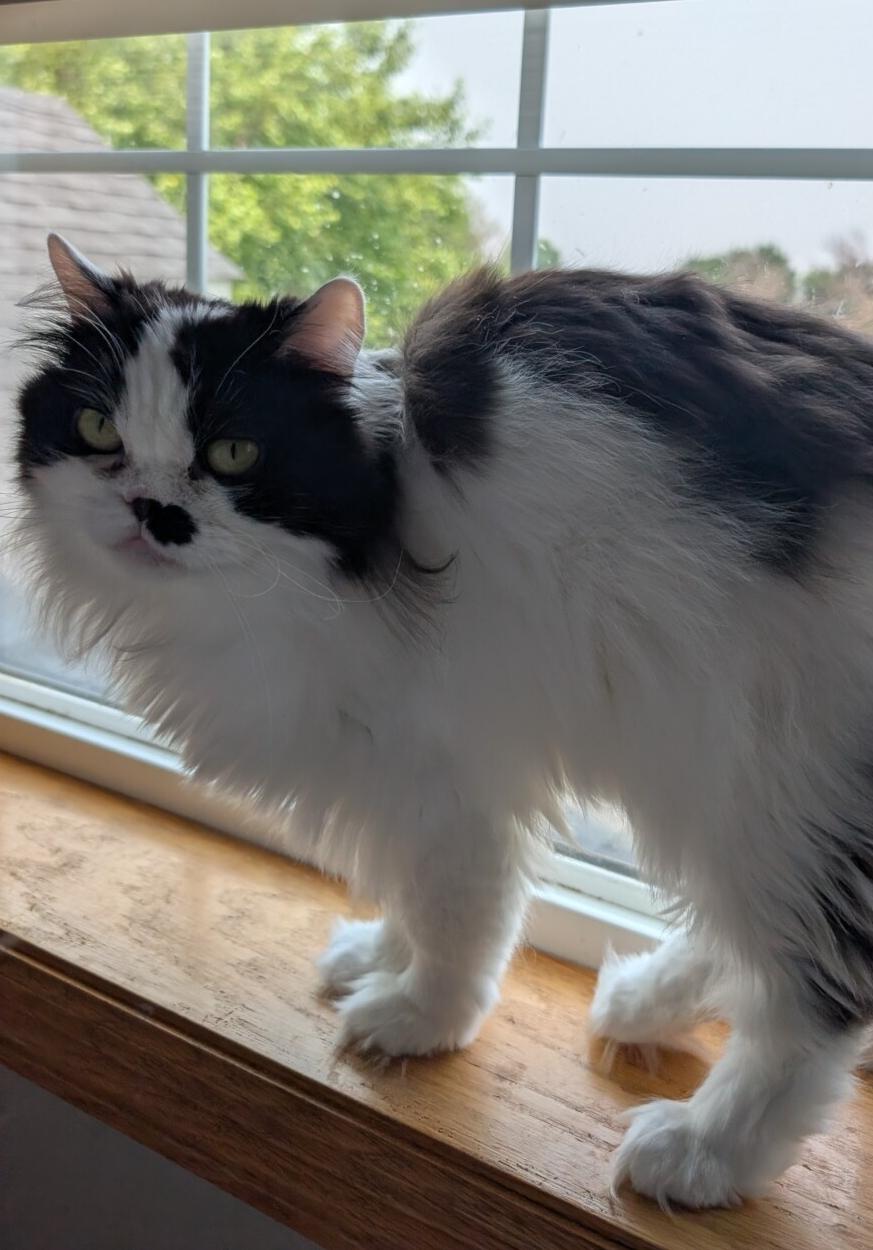 Enlarge MARIAH, a ADOPTABLE Domestic Long Hair in Otsego, MN image 5/5