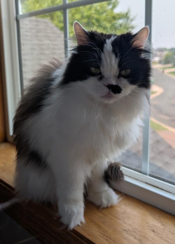 MARIAH, ADOPTABLE, Adult Female Domestic Long Hair.