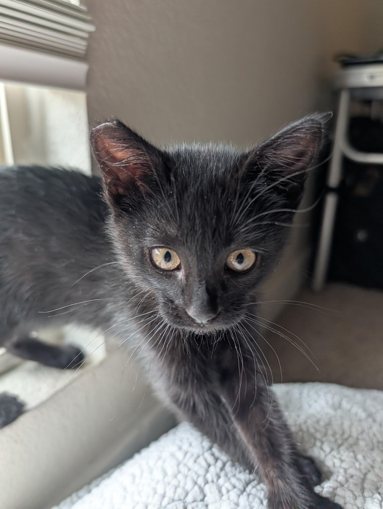 Gravy, Adoptable, Kitten Female Domestic Short Hair.