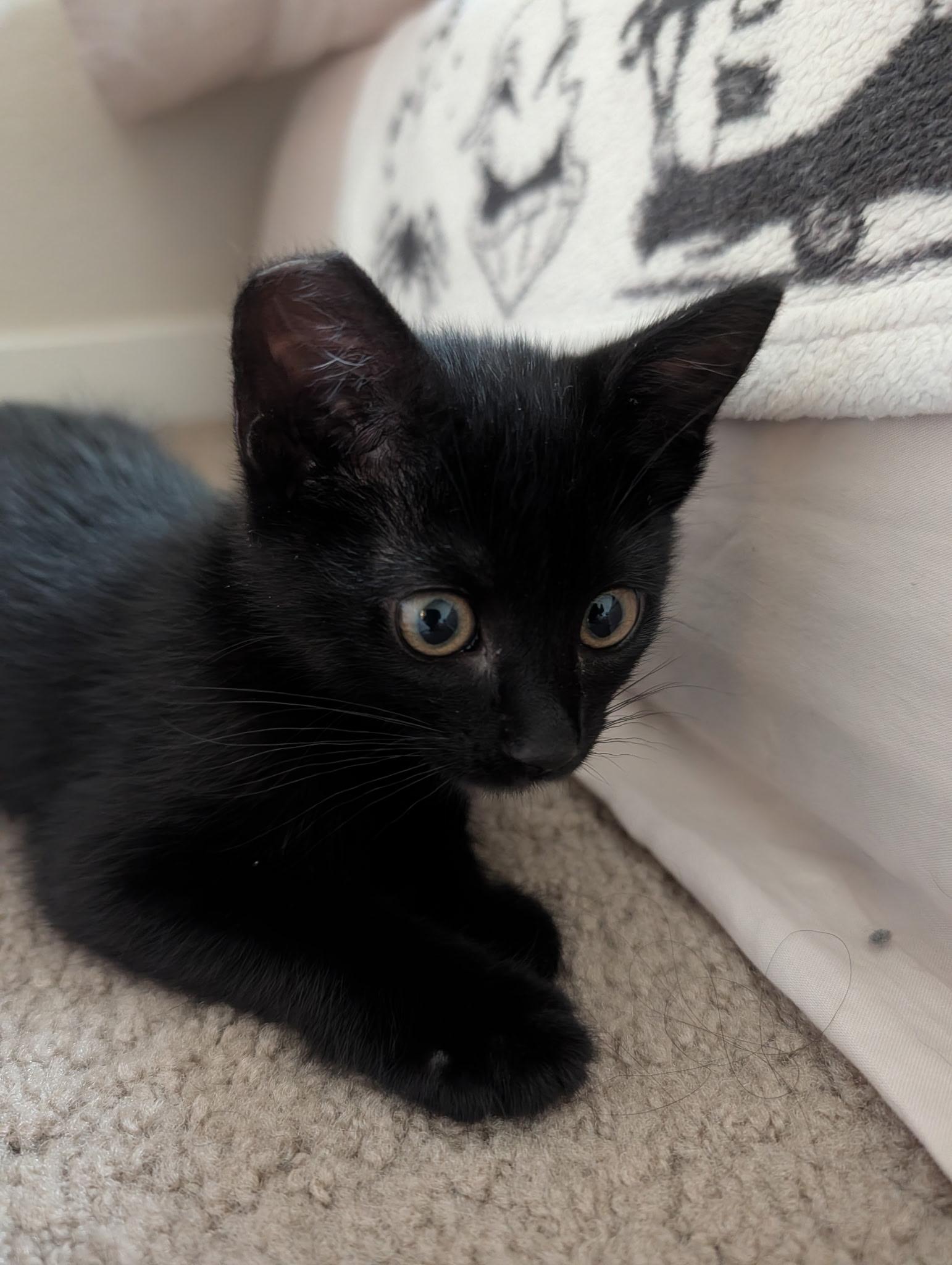 Gravy, a Adoptable Domestic Short Hair in Davis, CA image 2/5