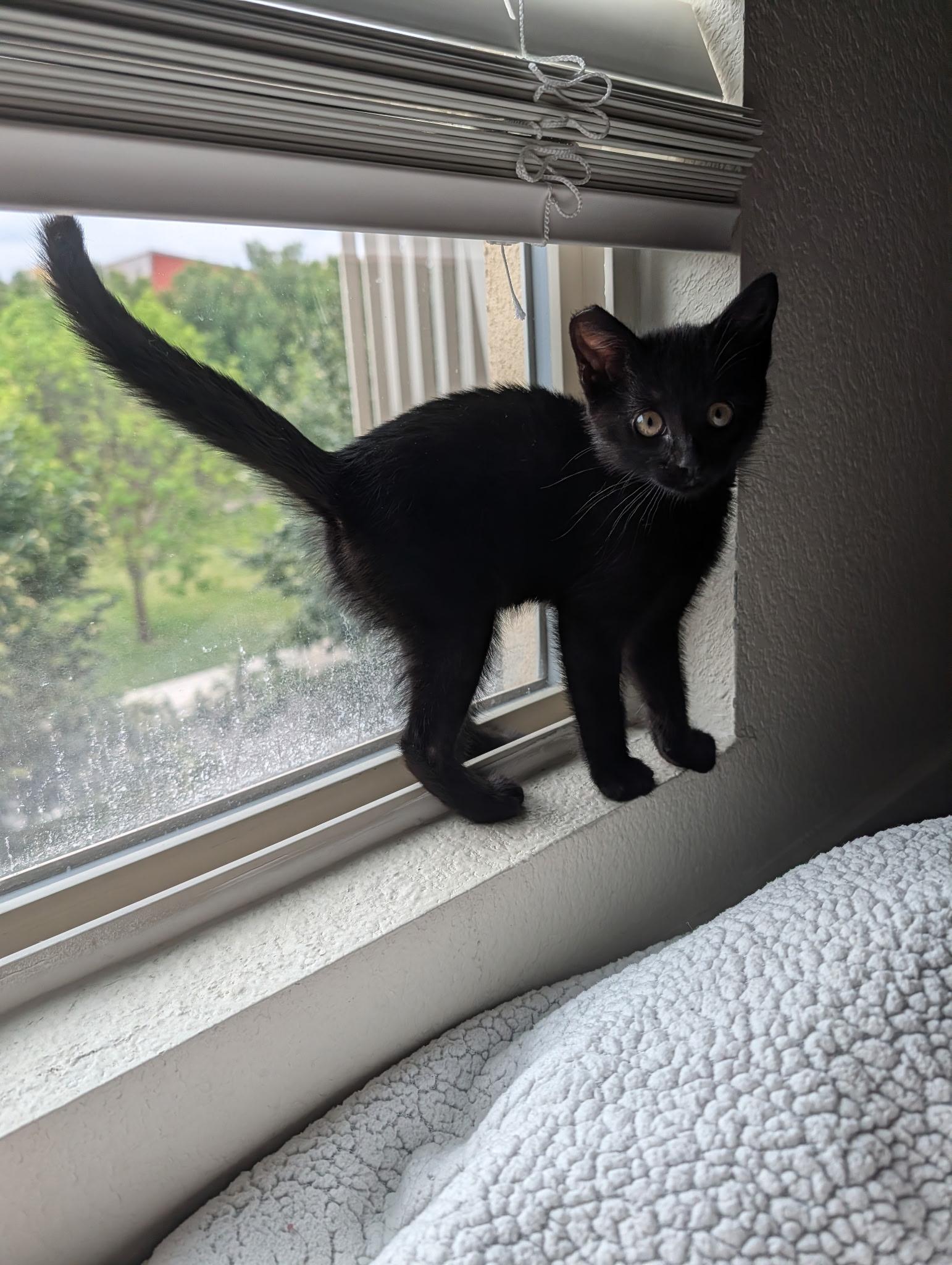 Gravy, a Adoptable Domestic Short Hair in Davis, CA image 5/5