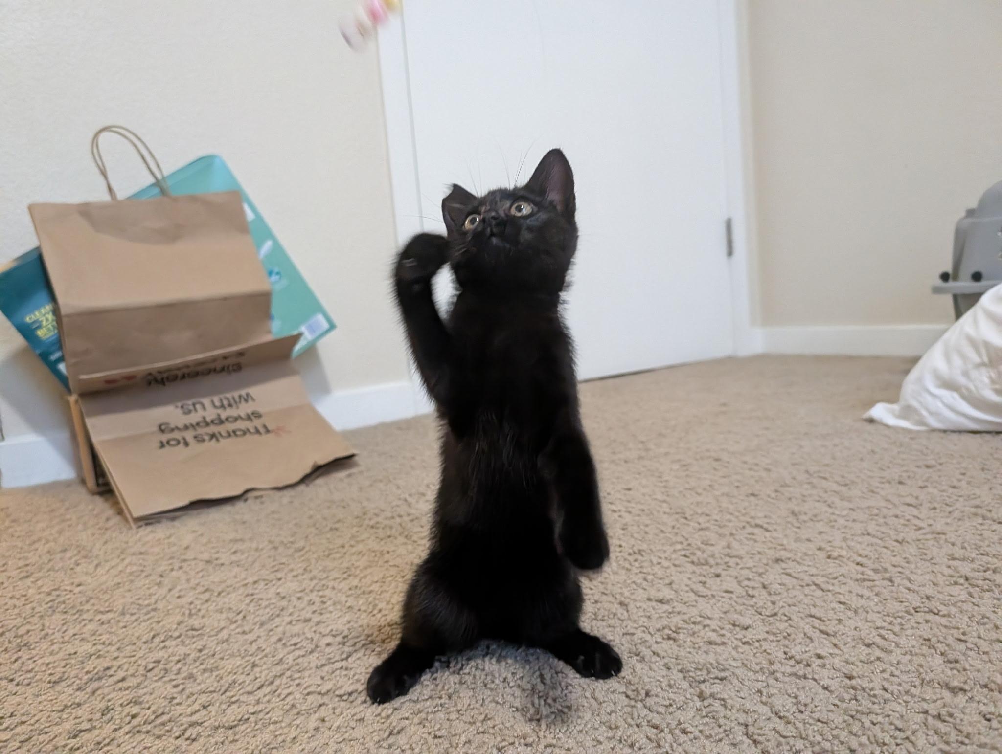 Gravy, a Adoptable Domestic Short Hair in Davis, CA image 4/5