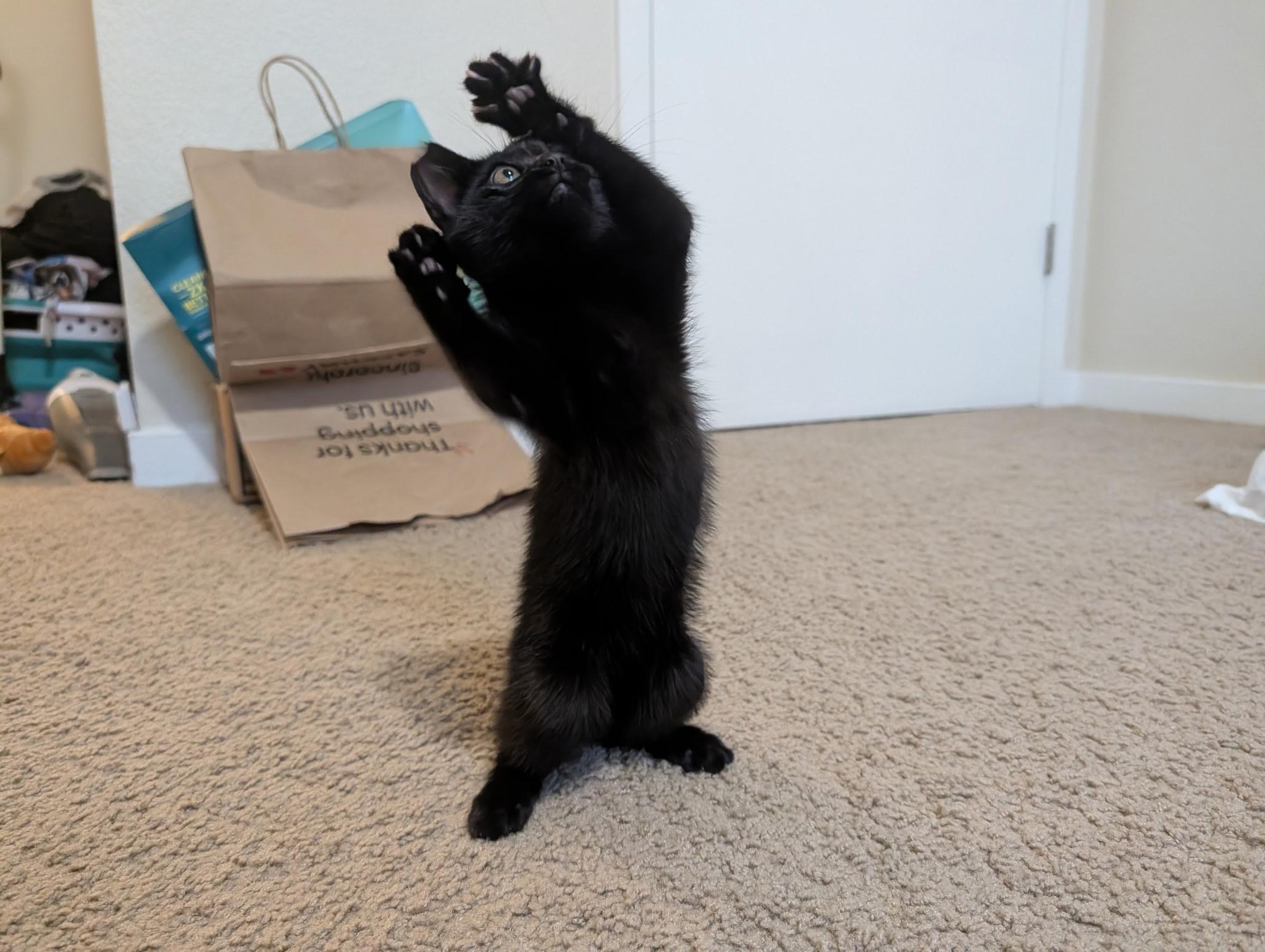 Gravy, a Adoptable Domestic Short Hair in Davis, CA image 3/5