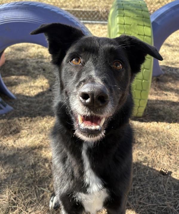 Myra, Adoptable, Adult Female Border Collie & Labrador Retriever.