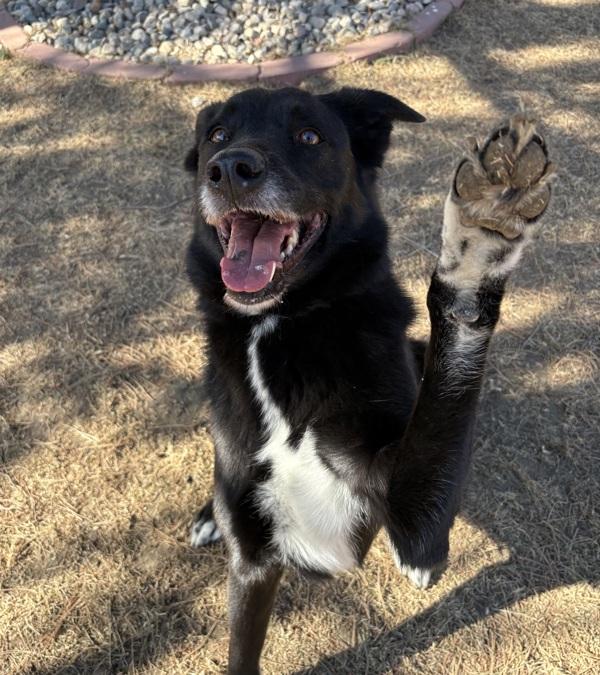 Enlarge Myra, a Adoptable mixed breed in Sioux City, IA image 2/6