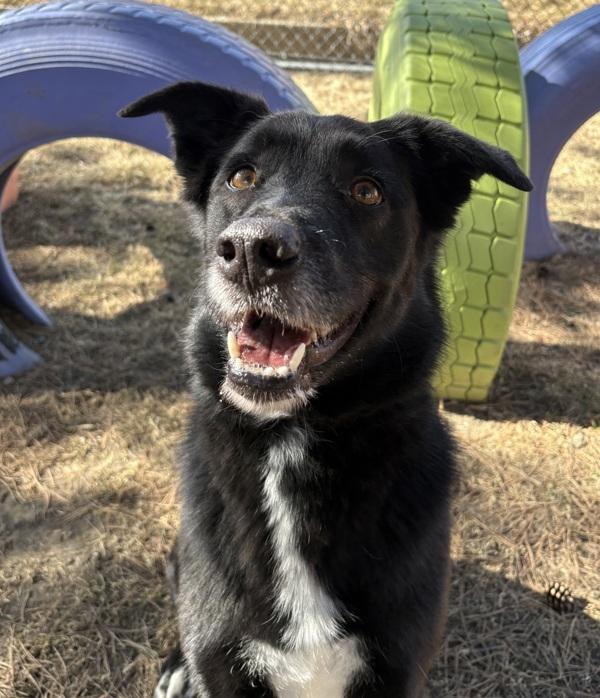 Enlarge Myra, a Adoptable mixed breed in Sioux City, IA image 3/6