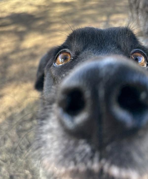 Enlarge Myra, a Adoptable mixed breed in Sioux City, IA image 4/6