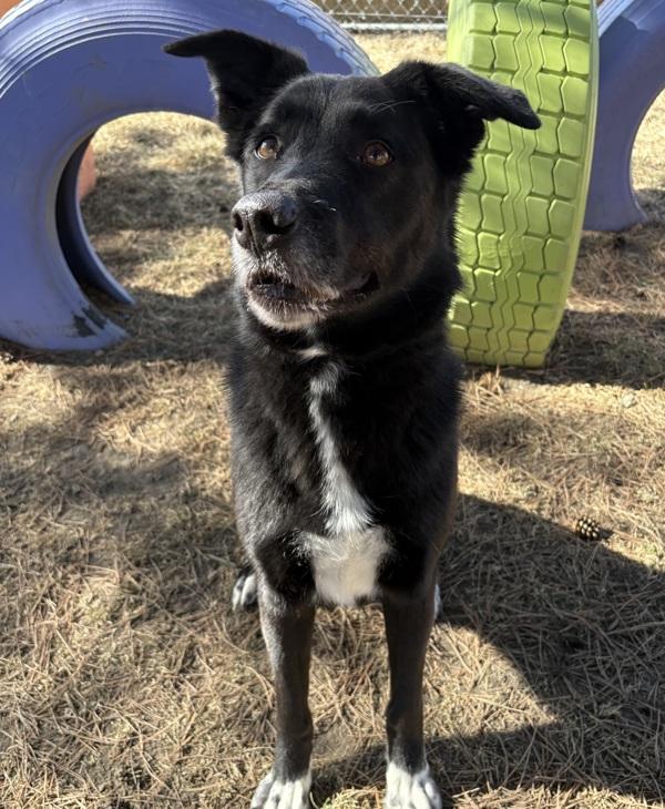 Enlarge Myra, a Adoptable mixed breed in Sioux City, IA image 5/6