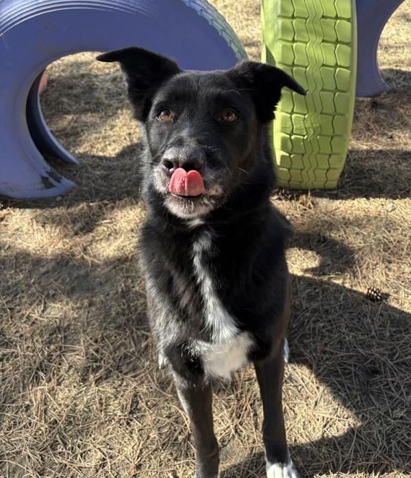 Enlarge Myra, a Adoptable mixed breed in Sioux City, IA image 6/6