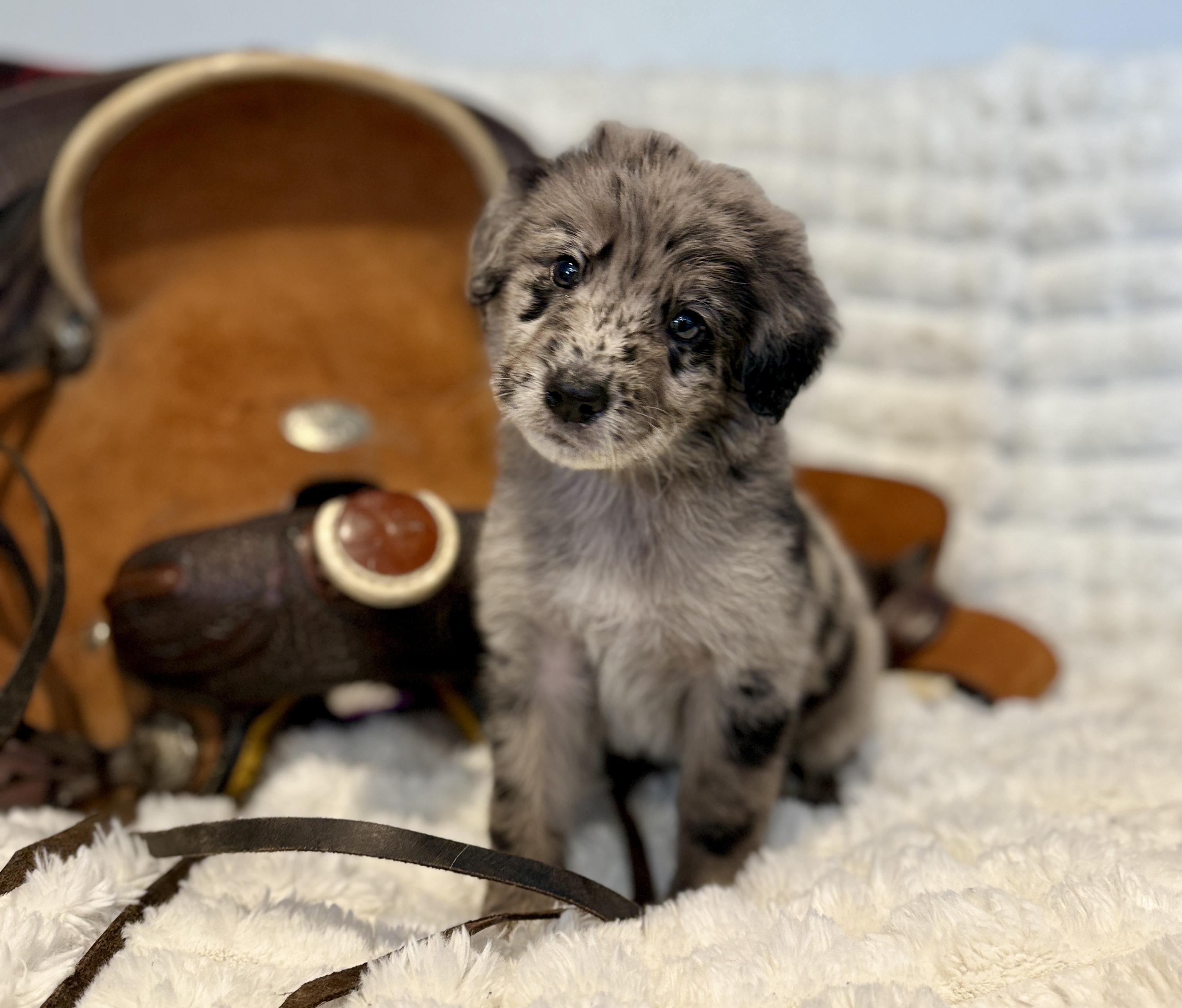 Baxtor, an adopted mixed breed in Hales corners, WI image 4/4