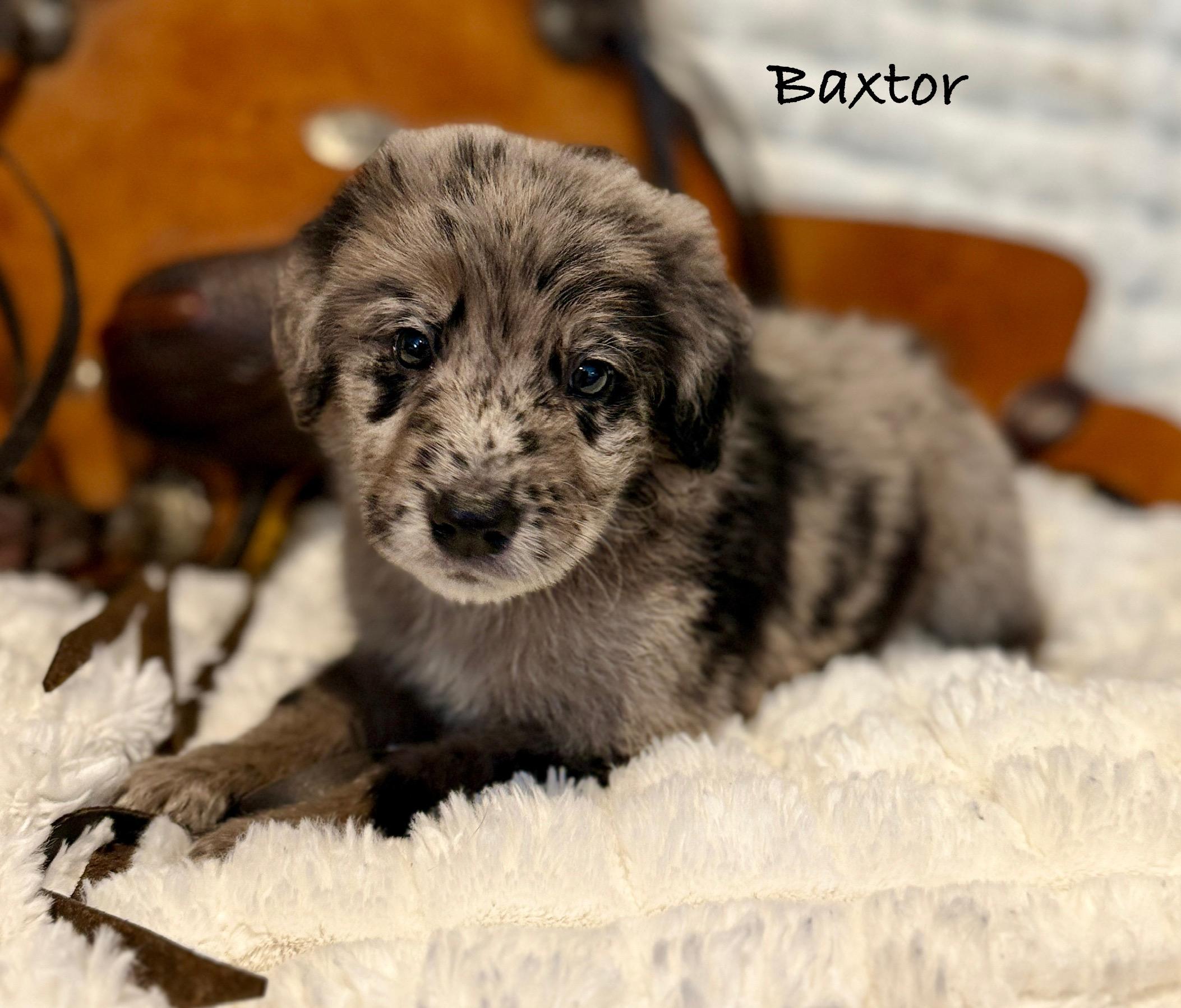 Baxtor, an adopted mixed breed in Hales corners, WI image 2/4