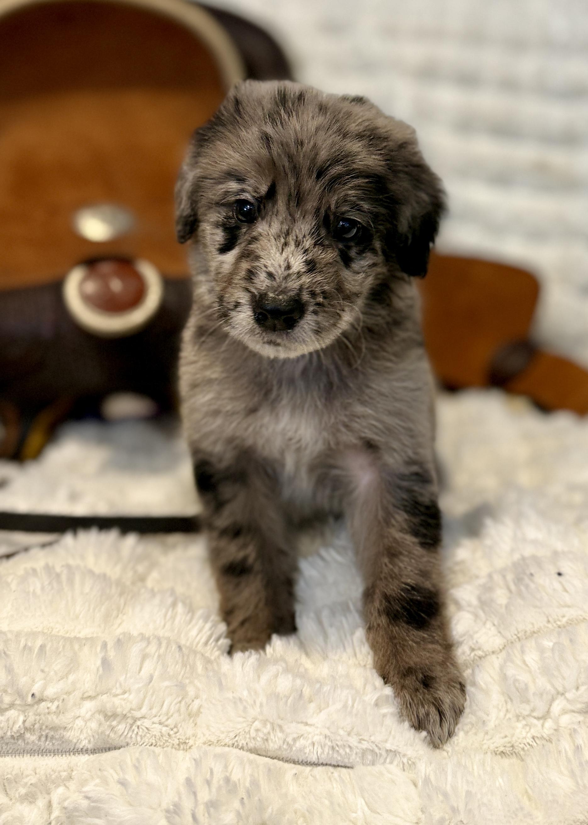 Baxtor, an adopted mixed breed in Hales corners, WI image 3/4