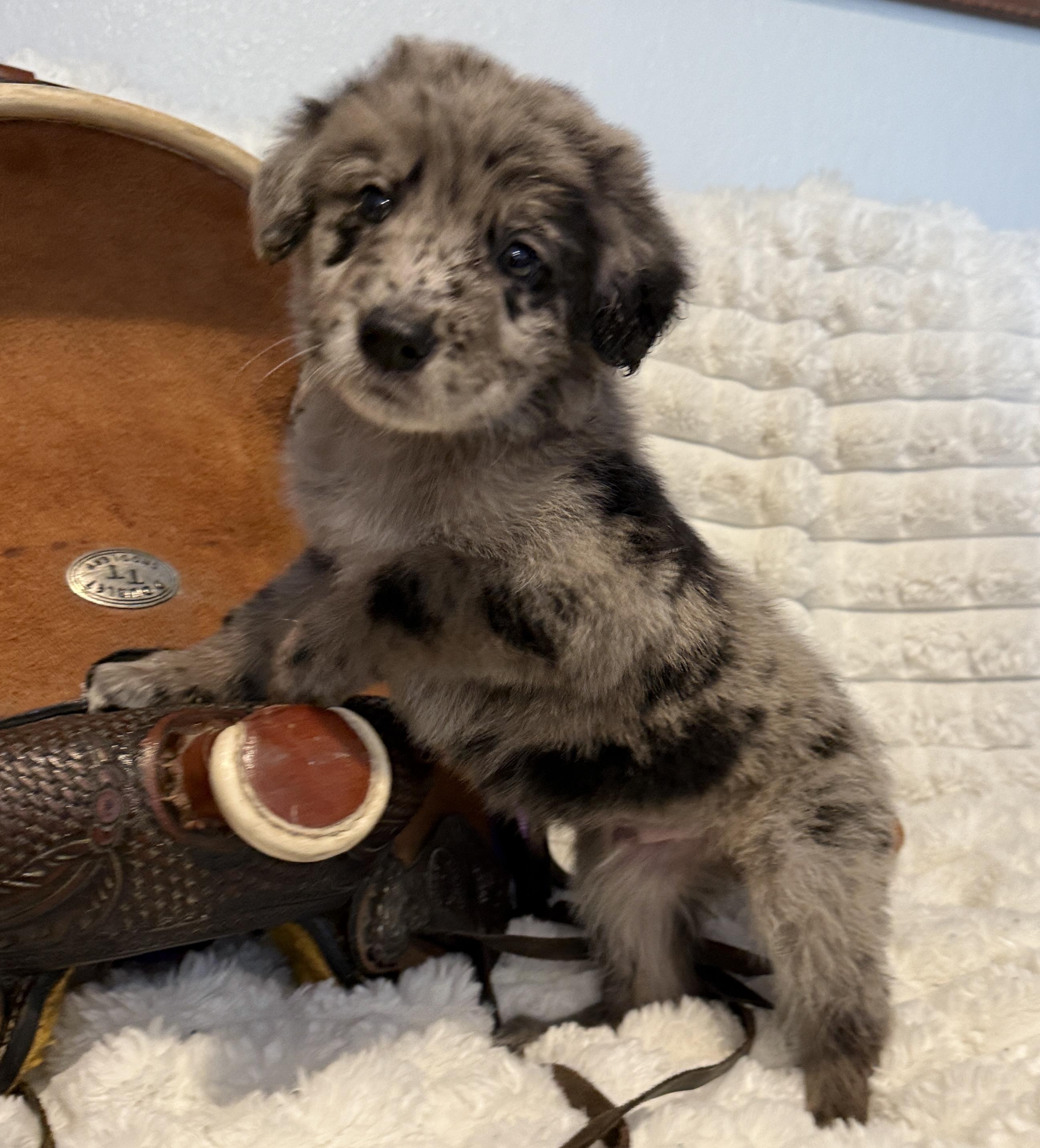 Baxtor, an adopted mixed breed in Hales corners, WI image 1/4