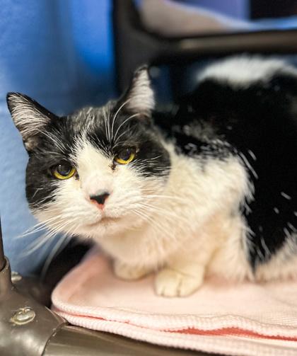 Abby, Adoptable, Adult Female Domestic Short Hair & Domestic Short Hair.