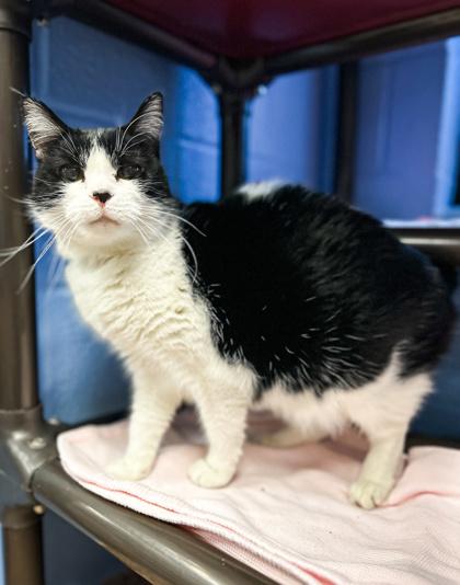 Enlarge Abby, a Adoptable mixed breed in Jamestown, NY image 2/3