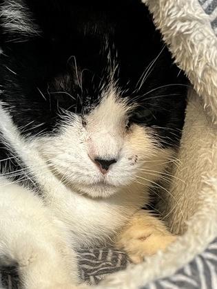 Enlarge Abby, a Adoptable mixed breed in Jamestown, NY image 1/1