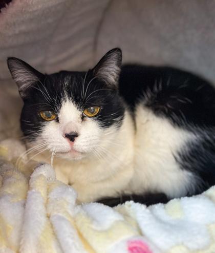 Enlarge Abby, a Adoptable mixed breed in Jamestown, NY image 3/3