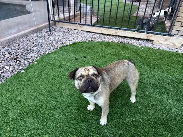 Enlarge Brimley, a Adoptable French Bulldog in Mesa, AZ image 1/6