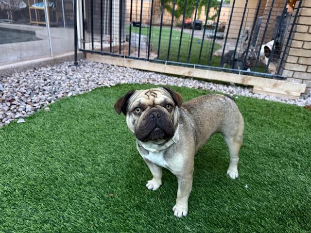 Enlarge Brimley, a Adoptable French Bulldog in Mesa, AZ image 2/6