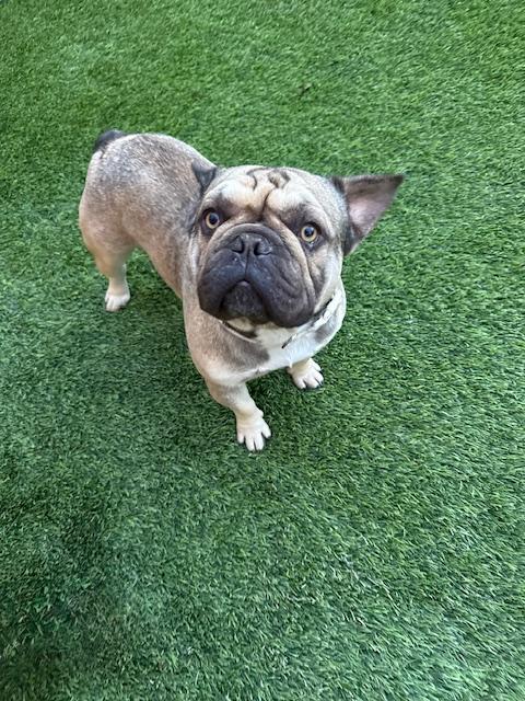 Enlarge Brimley, a Adoptable French Bulldog in Mesa, AZ image 3/6