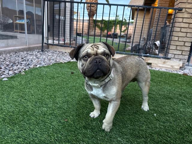 Enlarge Brimley, a Adoptable French Bulldog in Mesa, AZ image 4/6