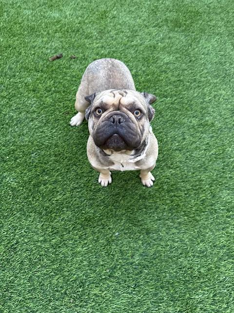 Enlarge Brimley, a Adoptable French Bulldog in Mesa, AZ image 6/6