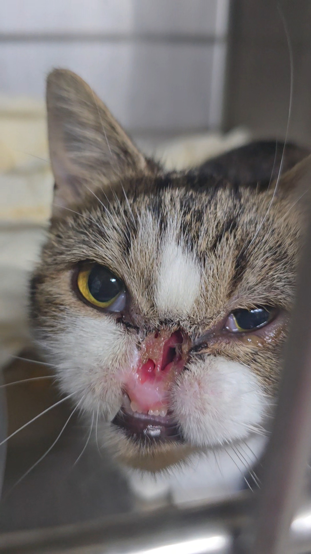 Enlarge Voldemort, a Adopted Domestic Short Hair in Saylorsburg, PA image 1/4