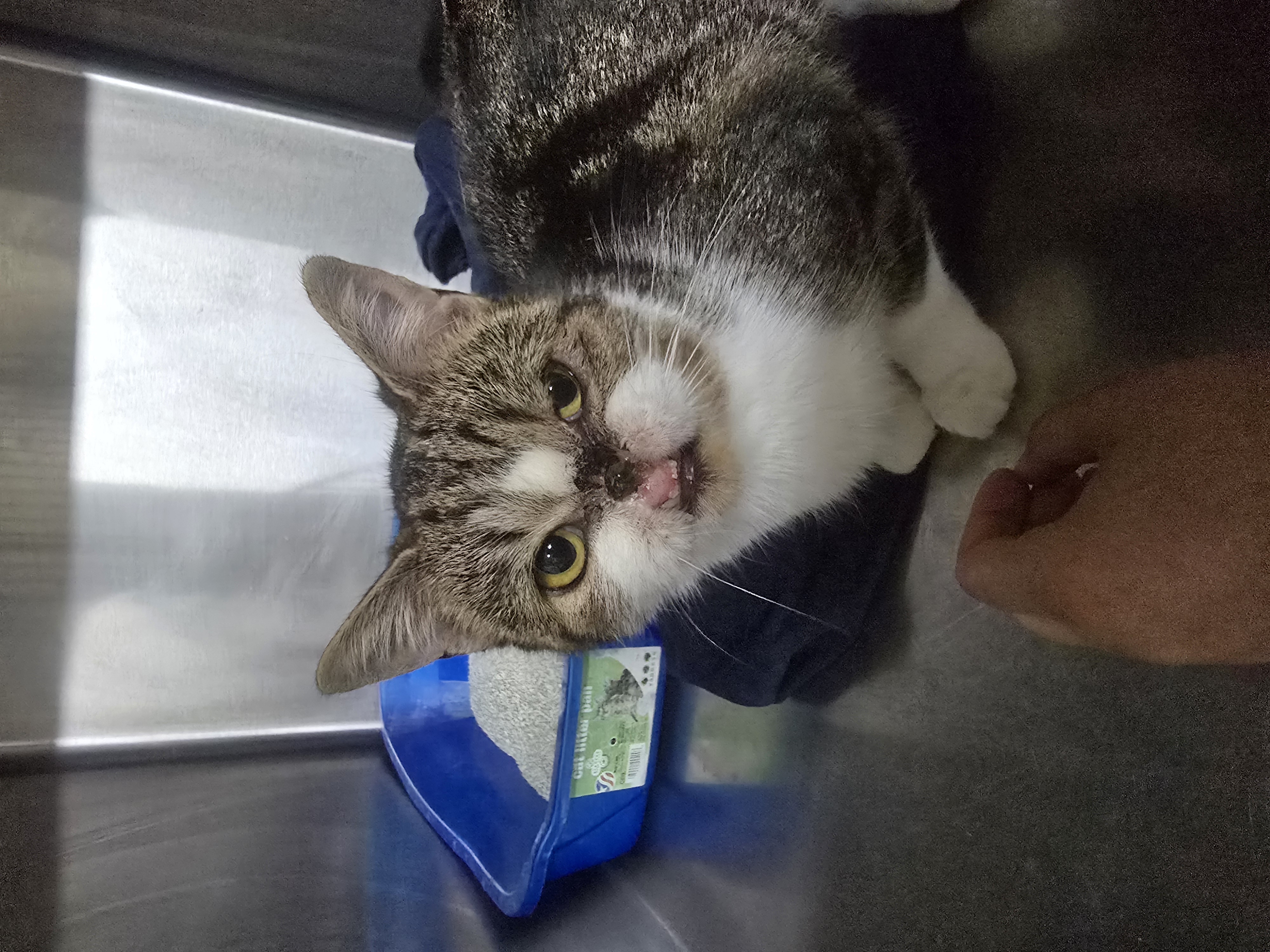 Enlarge Voldemort, a Adopted Domestic Short Hair in Saylorsburg, PA image 2/4