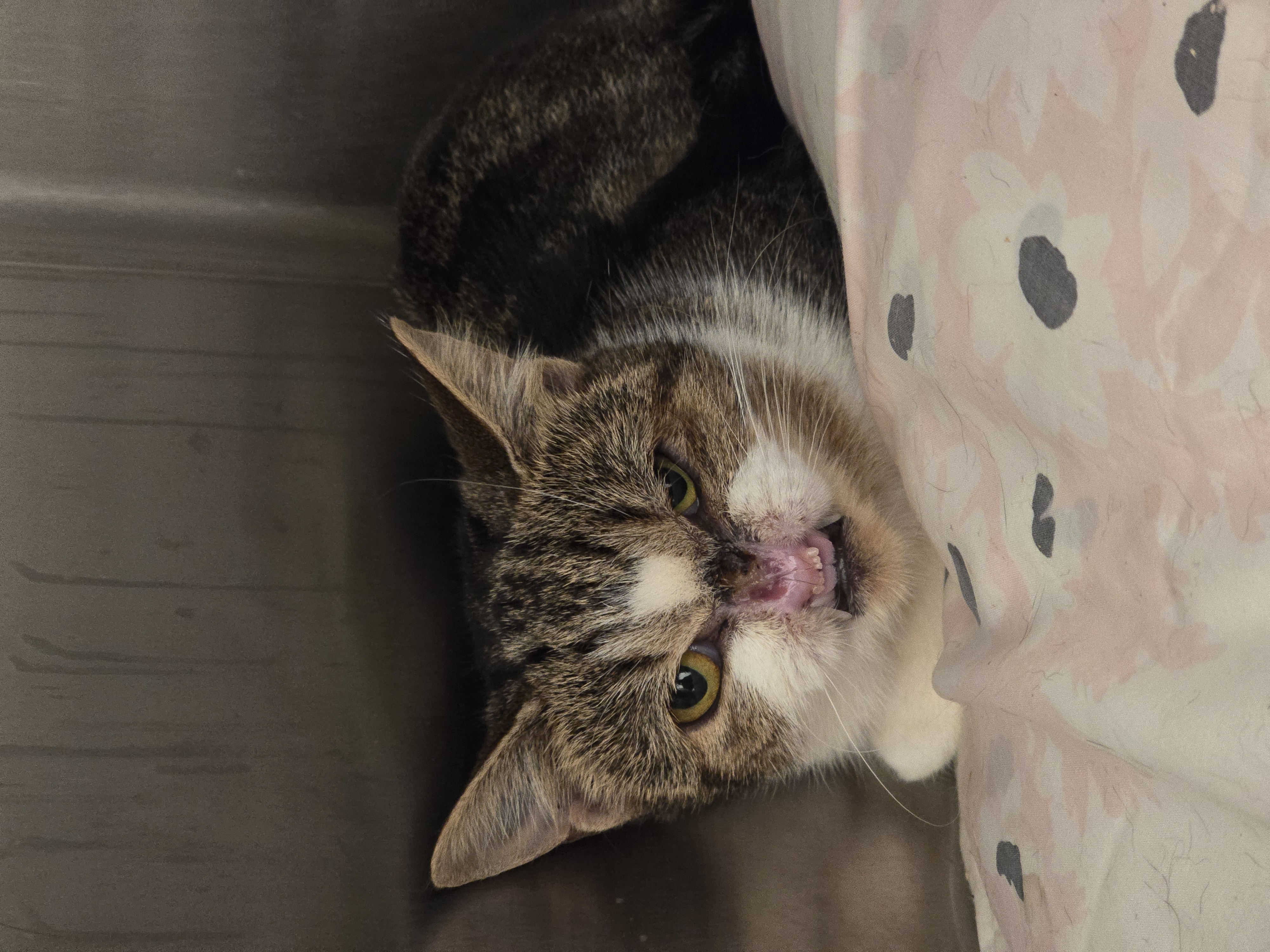 Enlarge Voldemort, a Adopted Domestic Short Hair in Saylorsburg, PA image 3/4