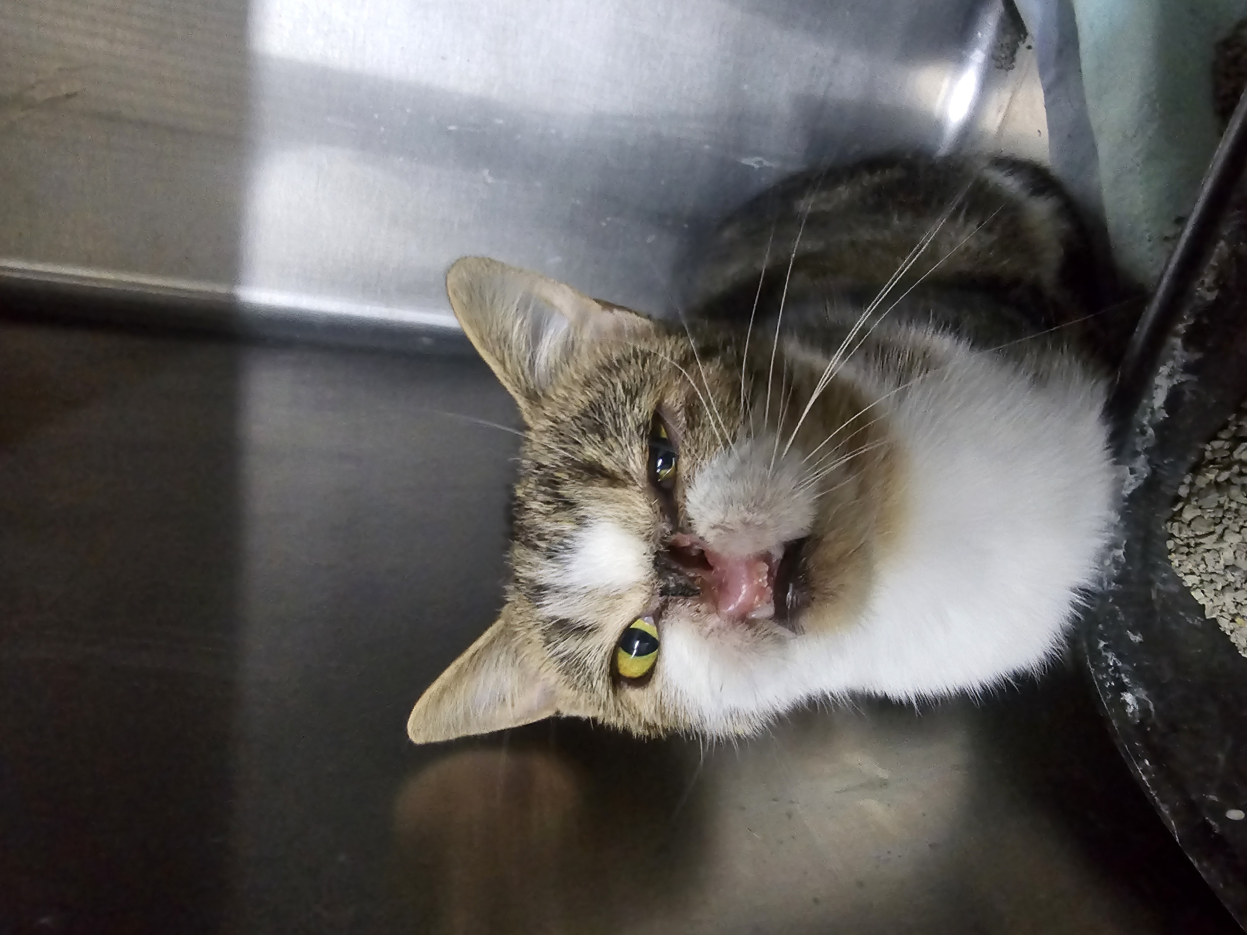 Enlarge Voldemort, a Adopted Domestic Short Hair in Saylorsburg, PA image 4/4