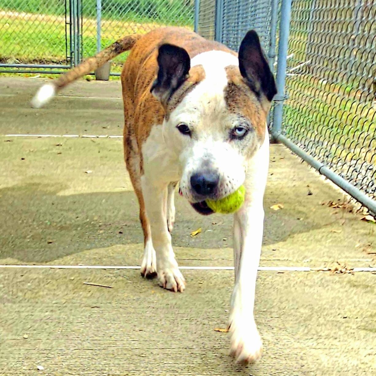 Brick, a Adoptable mixed breed in West Milford, NJ image 2/4