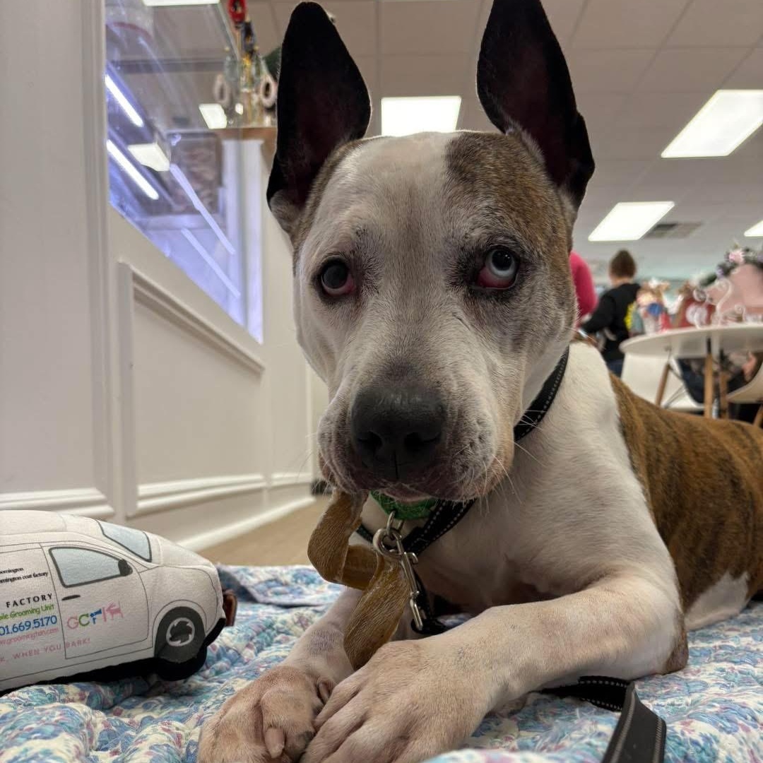Brick, a Adoptable mixed breed in West Milford, NJ image 3/4