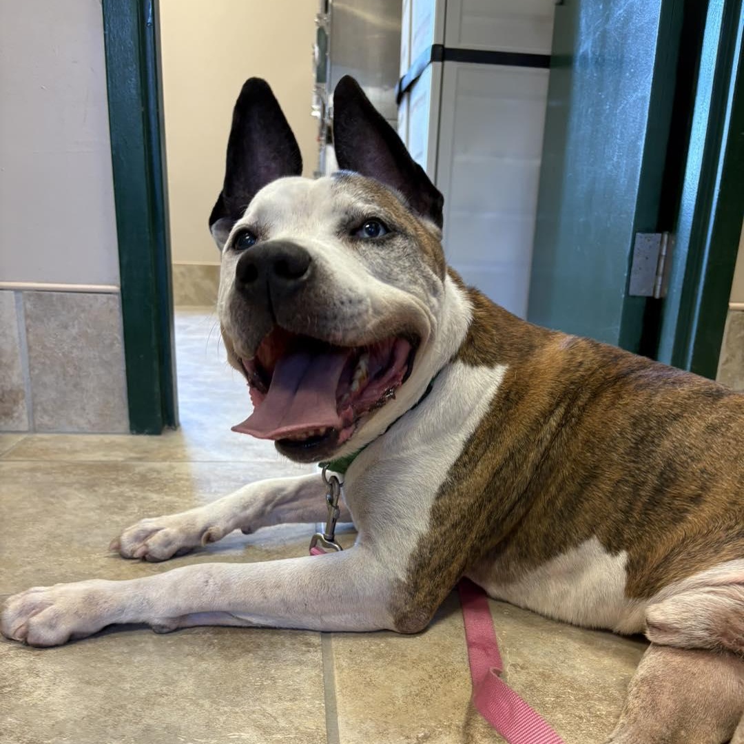 Brick, a Adoptable mixed breed in West Milford, NJ image 1/4
