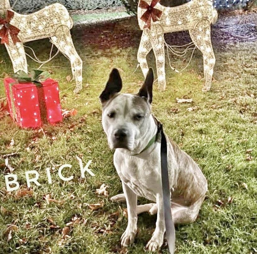 Enlarge Brick, a Adoptable mixed breed in West Milford, NJ image 2/5