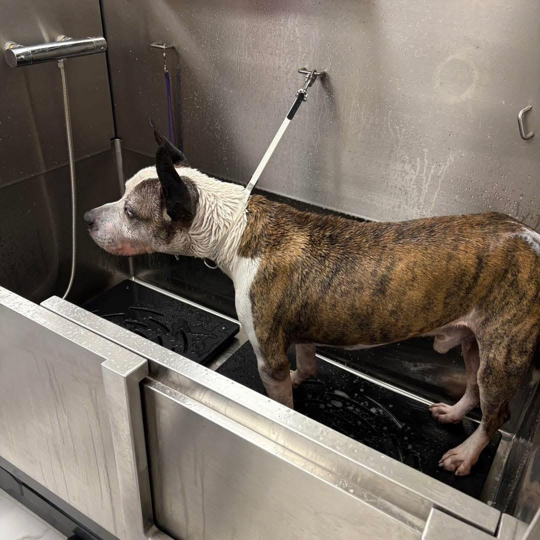 Brick, a Adoptable mixed breed in West Milford, NJ image 4/4