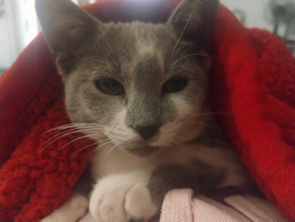 Chewie — thumbnail 2