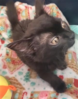 LOONAH, Adoptable, Kitten Female Domestic Short Hair.