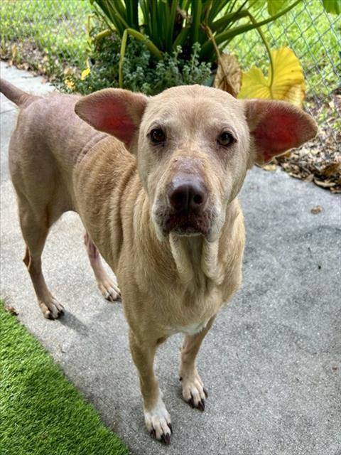 KATRINA, Adoptable, Adult Female Labrador Retriever.