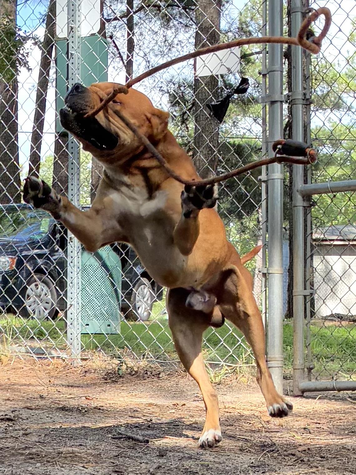 Enlarge Nolan, a ADOPTABLE mixed breed in Heathsville, VA image 6/6