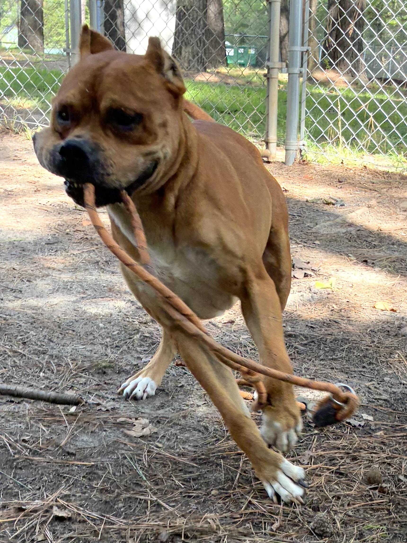 Enlarge Nolan, a ADOPTABLE mixed breed in Heathsville, VA image 4/6