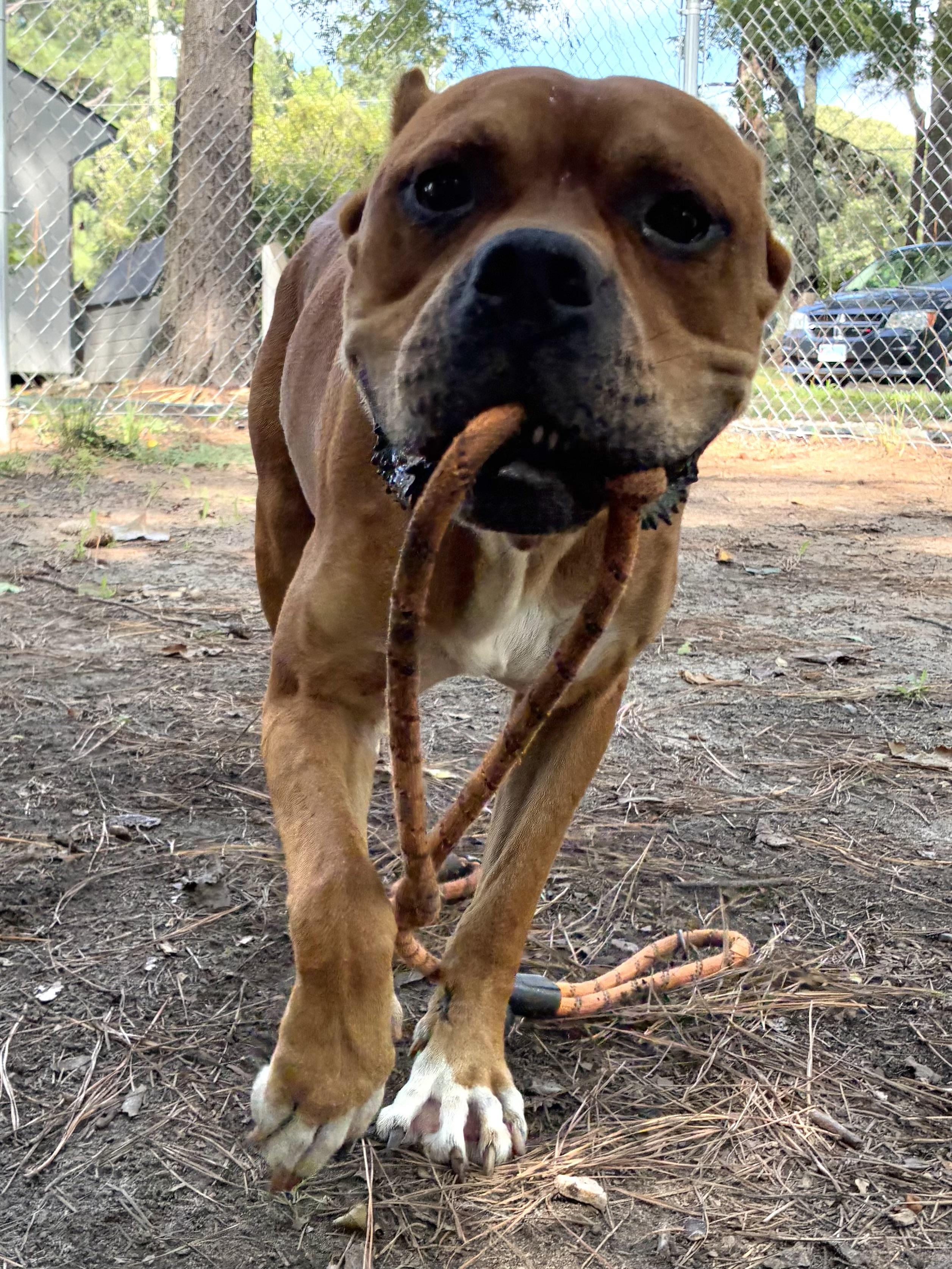 Nolan, ADOPTABLE, Young Male Boxer & Cane Corso.