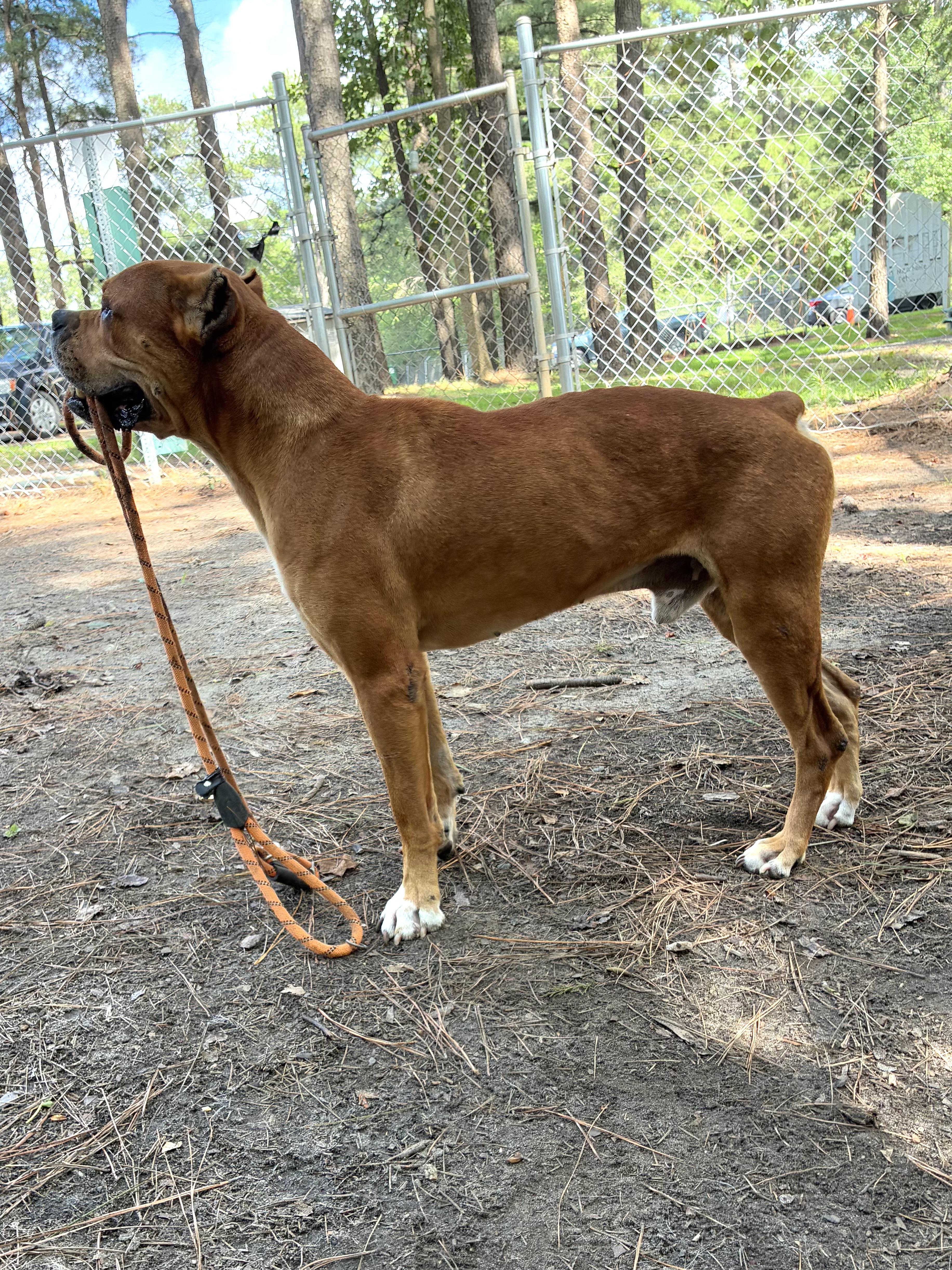 Enlarge Nolan, a ADOPTABLE mixed breed in Heathsville, VA image 3/6